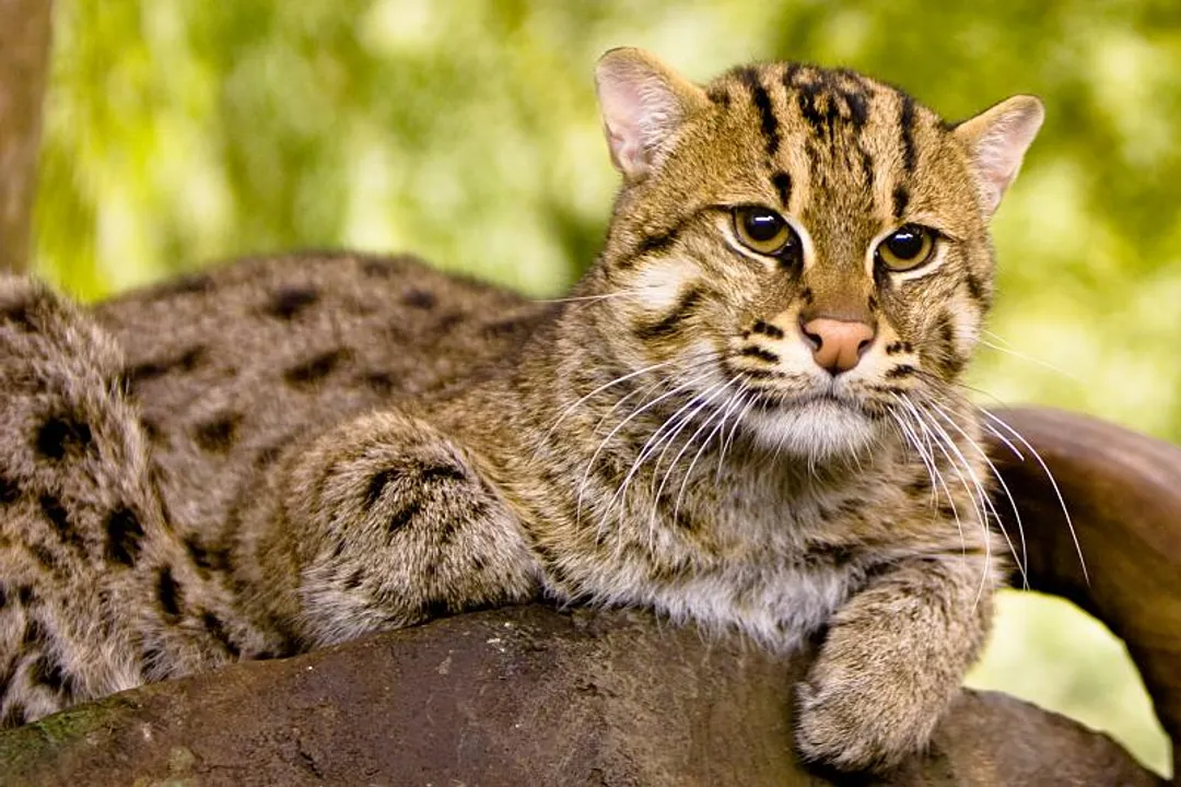 What are the characteristics of a fishing cat?, Aquatic Traits
