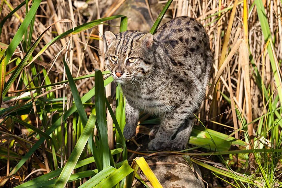 What are the characteristics of a fishing cat?, Coat Details