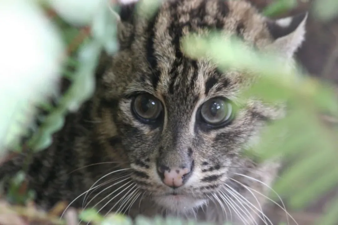 What are the characteristics of a fishing cat?