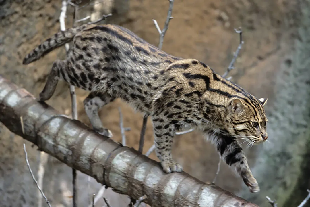 What are the characteristics of a fishing cat?, Body Structure