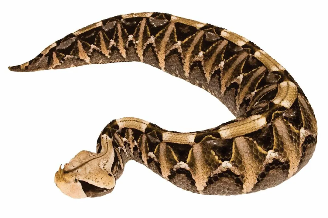 What are the characteristics of a Gaboon viper?, Physical Bulk