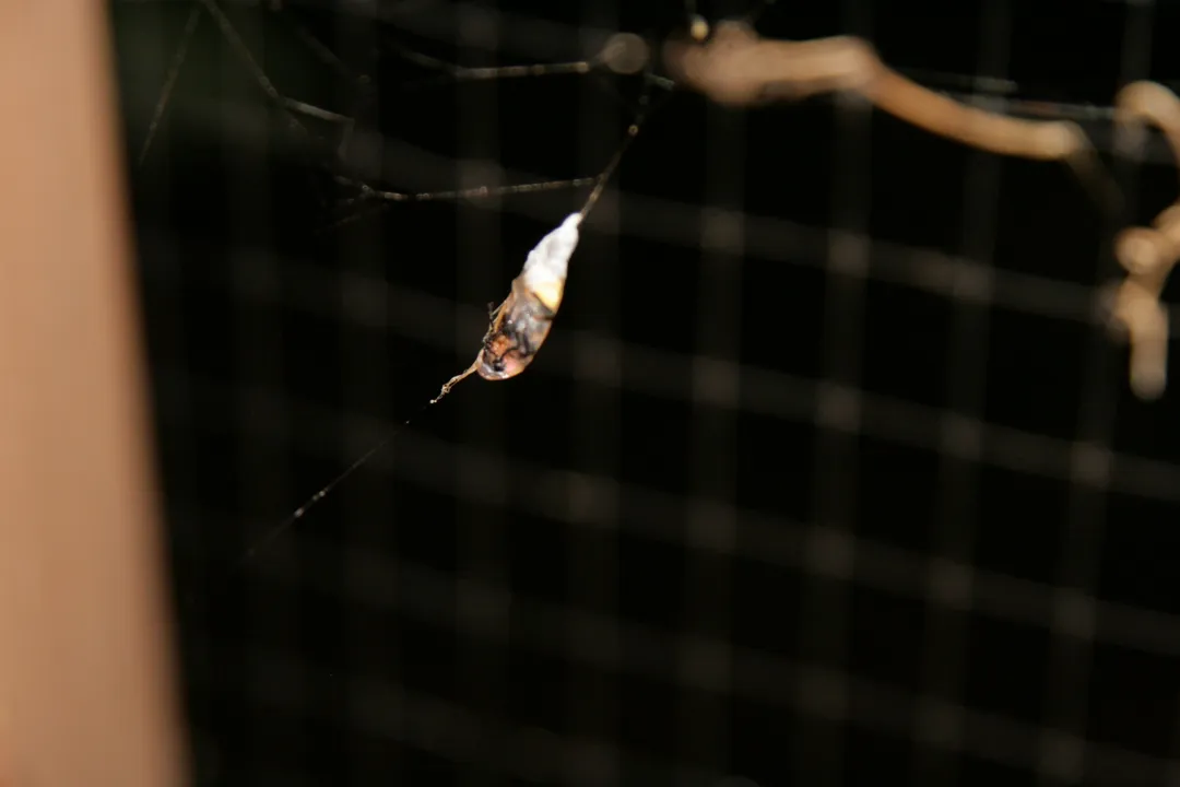 What are the characteristics of a garden spider?, Where Found