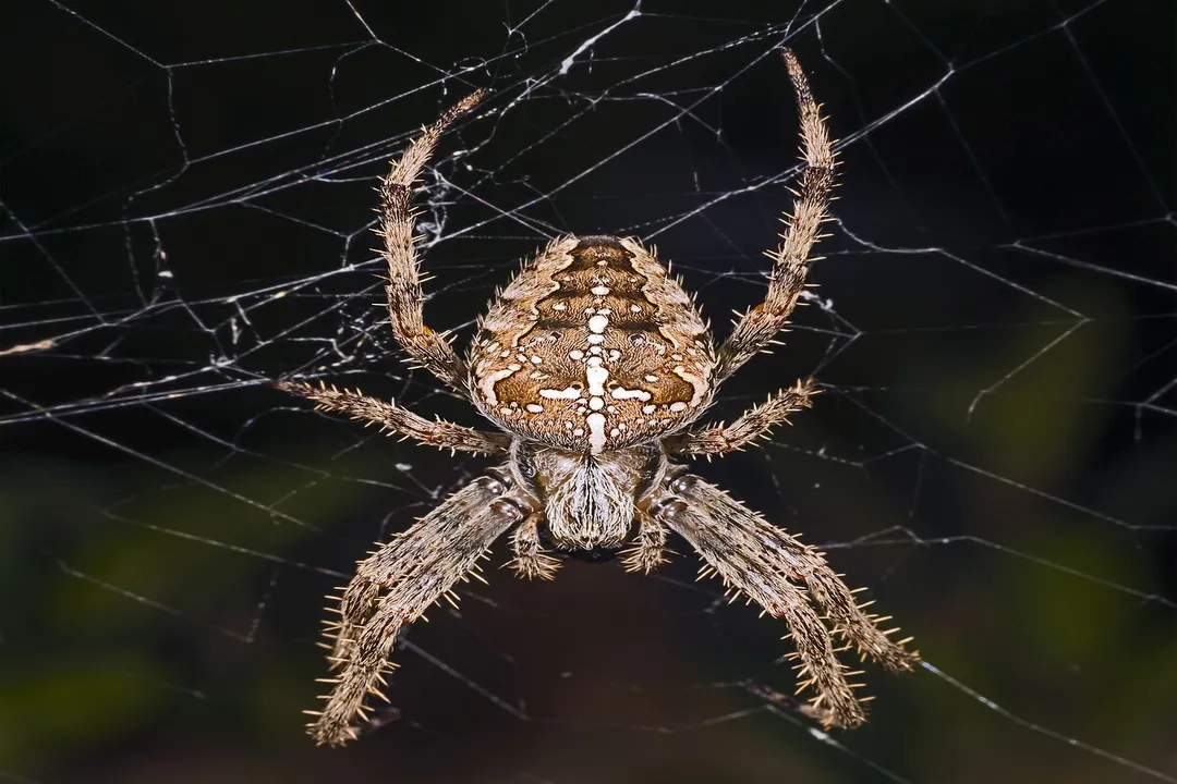 What are the characteristics of a garden spider?