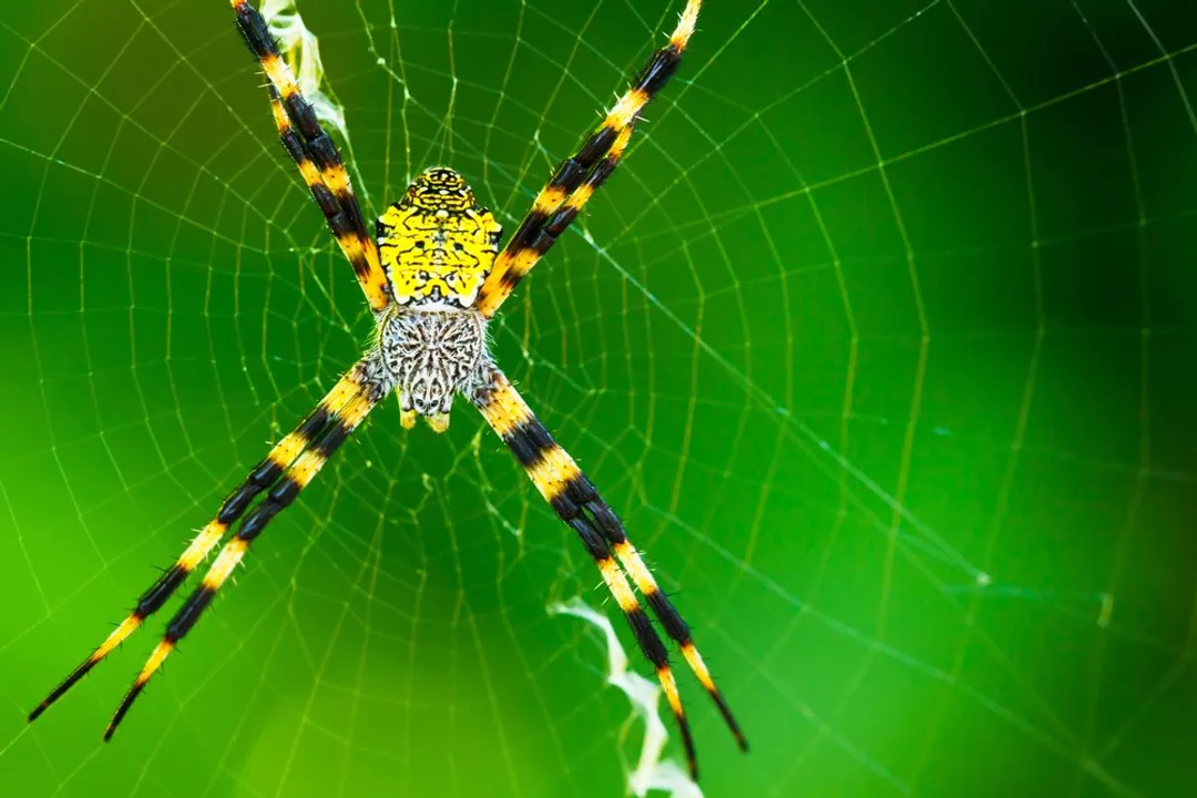 What are the characteristics of a garden spider?, Distinct Markings