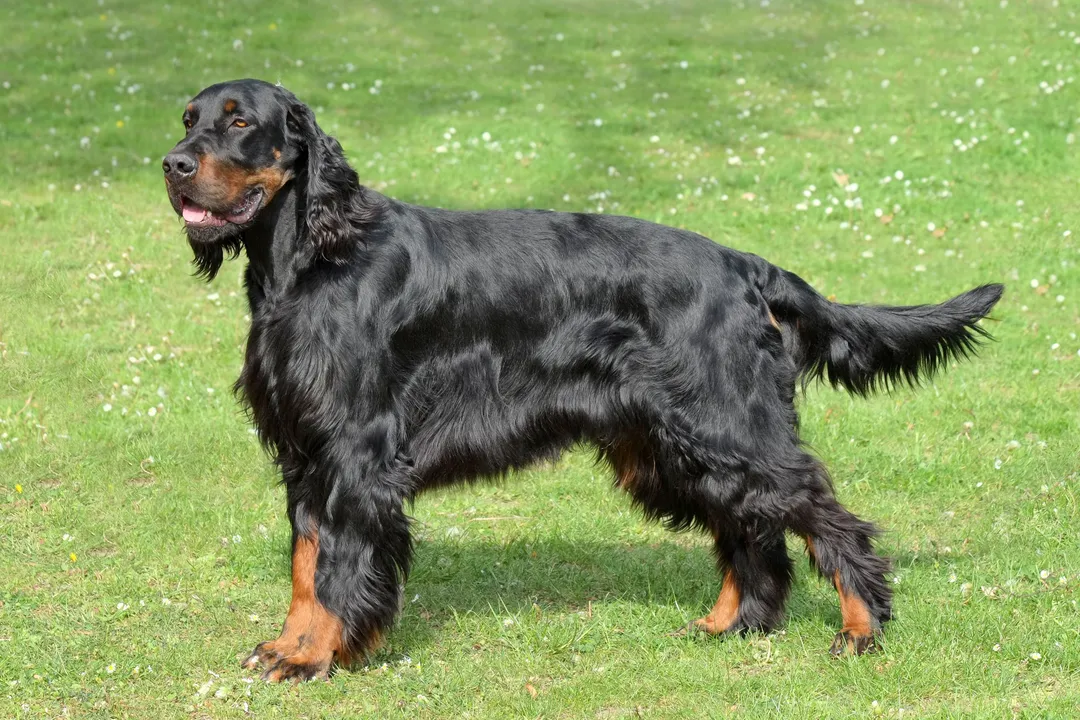 What are the characteristics of a Gordon Setter?