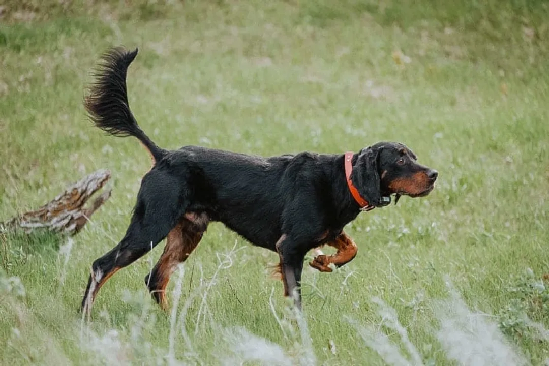 What are the characteristics of a Gordon Setter?, Core Temperament