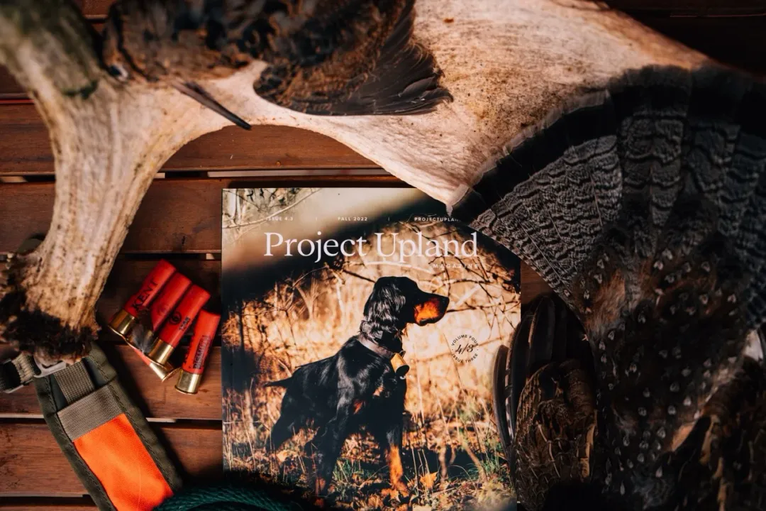 What are the characteristics of a Gordon Setter?, Physical Stature