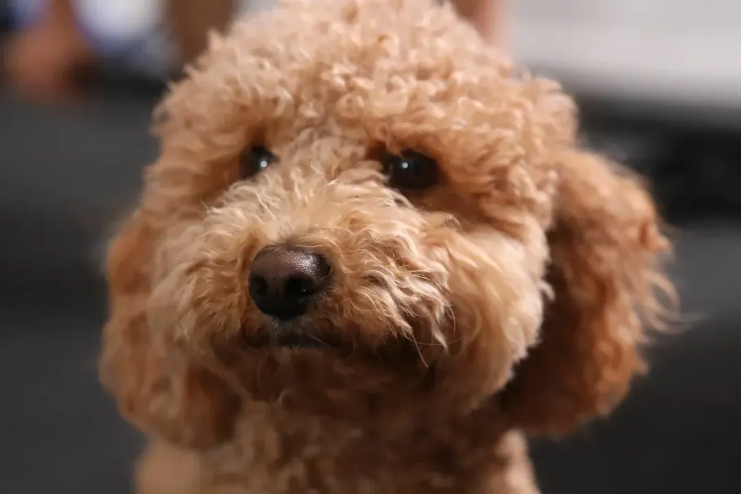 What are the characteristics of a Havapoo dog?