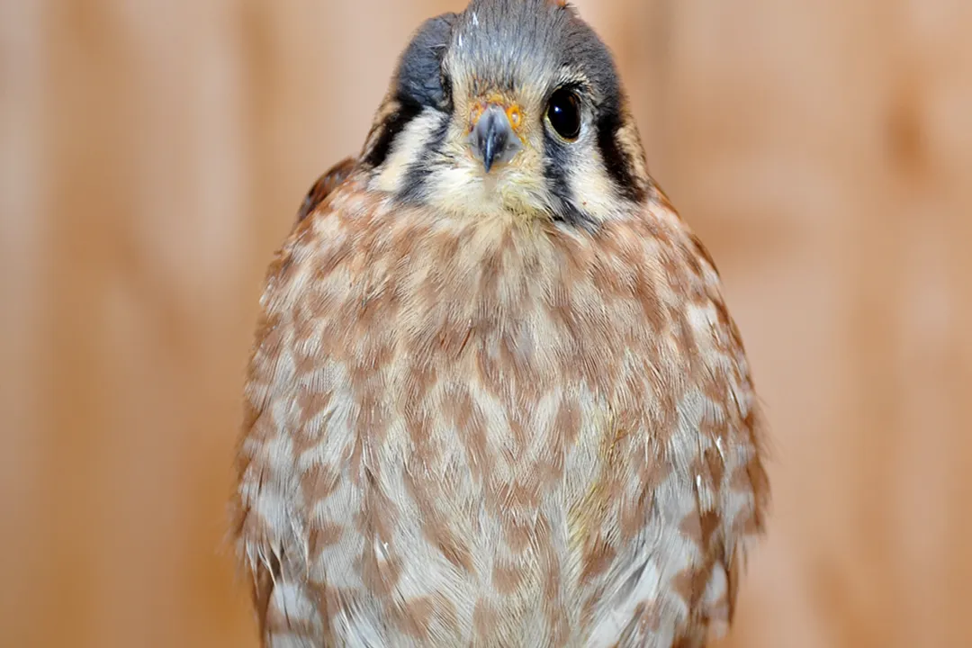 What are the characteristics of a kestrel?, Plumage Color