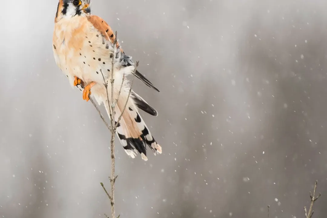 What are the characteristics of a kestrel?, Flight Hunting