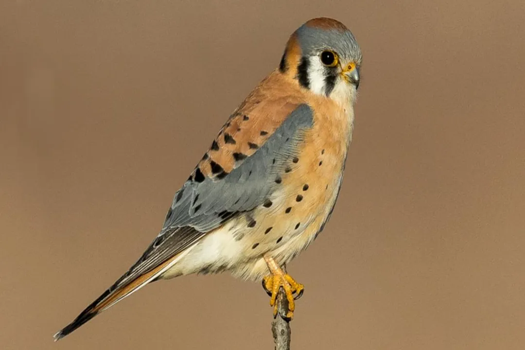 What are the characteristics of a kestrel?, Size Shape