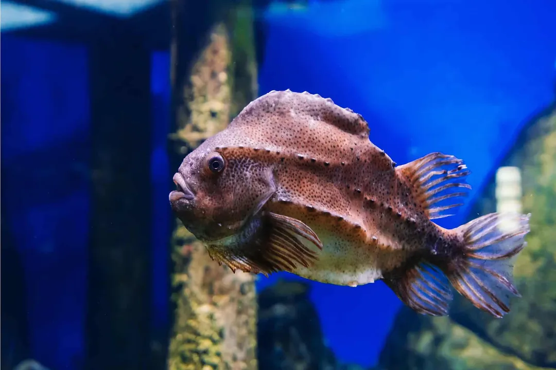 What are the characteristics of a lumpfish?, Diet and Reproduction