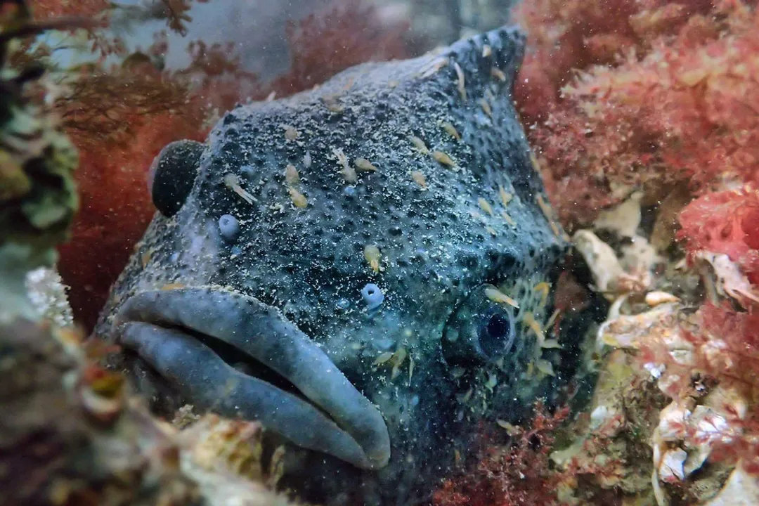 What are the characteristics of a lumpfish?