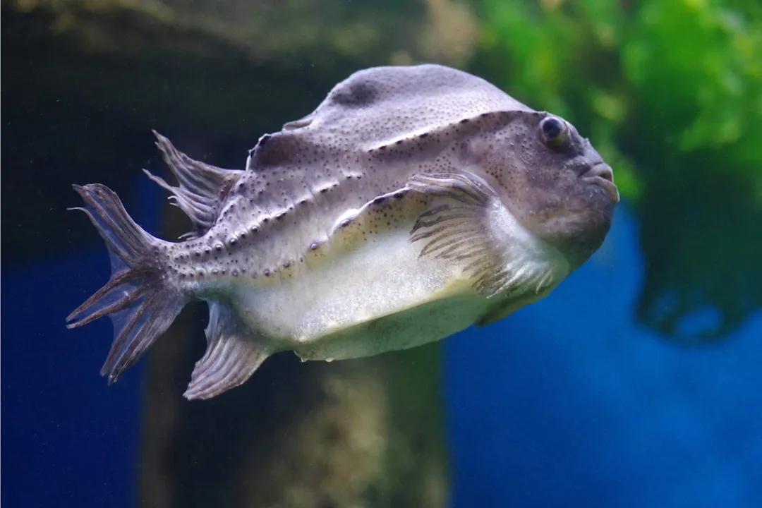What are the characteristics of a lumpfish?, Ocean Life