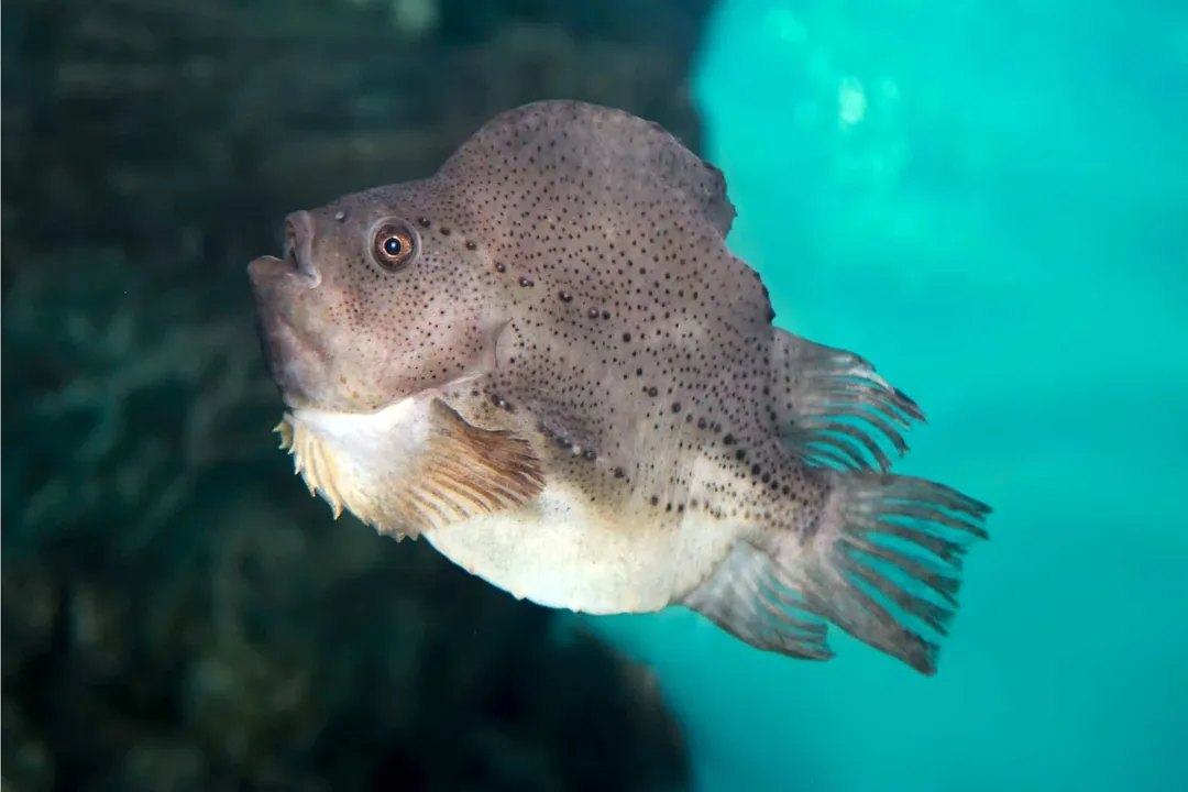 What are the characteristics of a lumpfish?, Size and Dimorphism