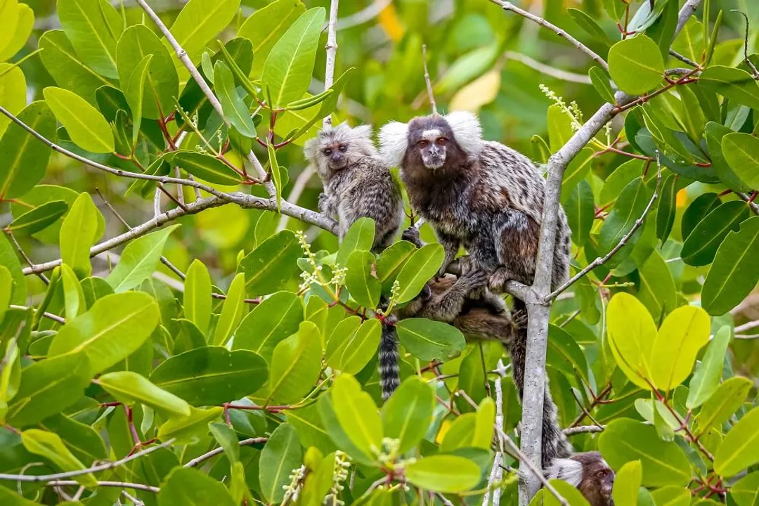 What are the characteristics of a marmoset?, Forest Dwellers
