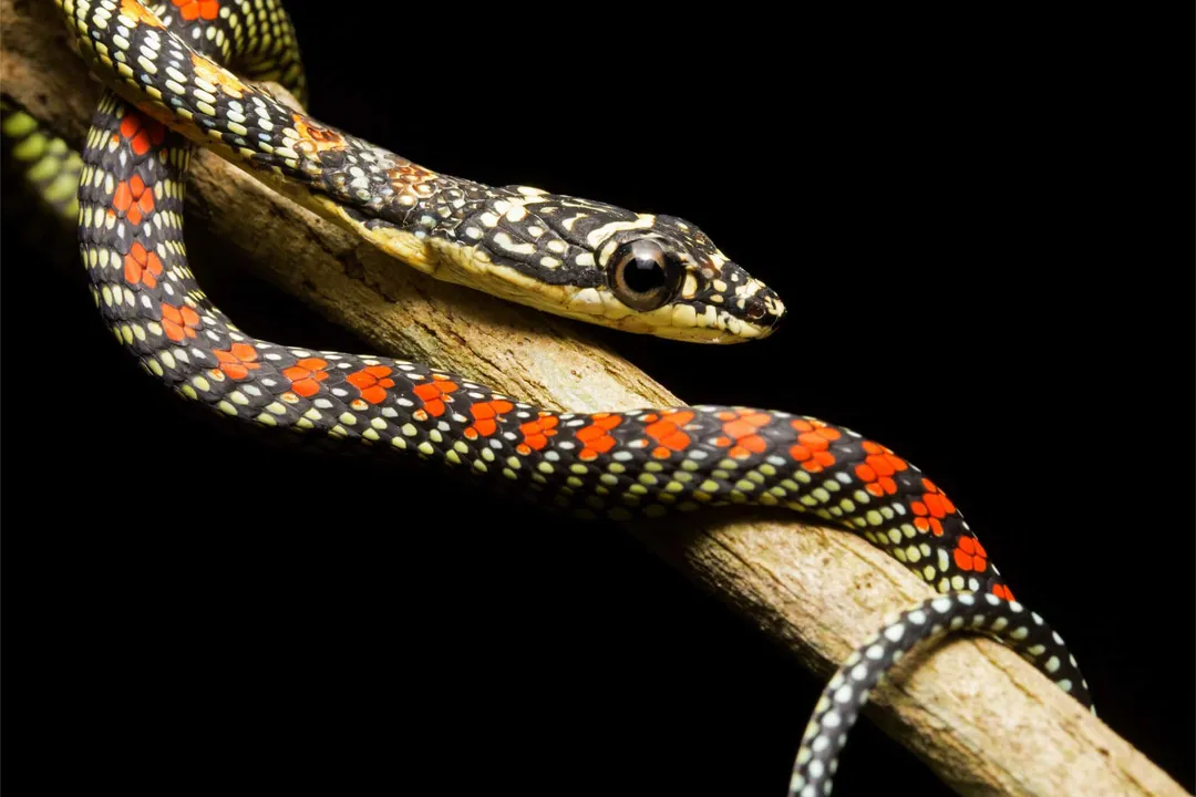 What are the characteristics of a paradise flying snake?