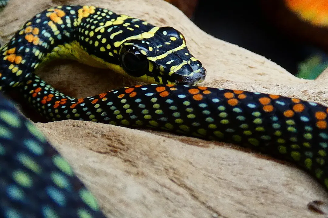 What are the characteristics of a paradise flying snake?, Gliding Action