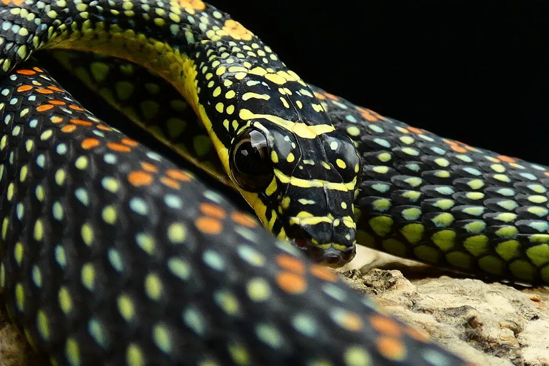 What are the characteristics of a paradise flying snake?, Diet and Predation