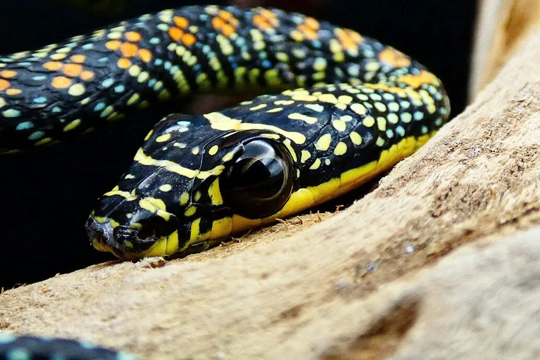 What are the characteristics of a paradise flying snake?, Habitat and Range