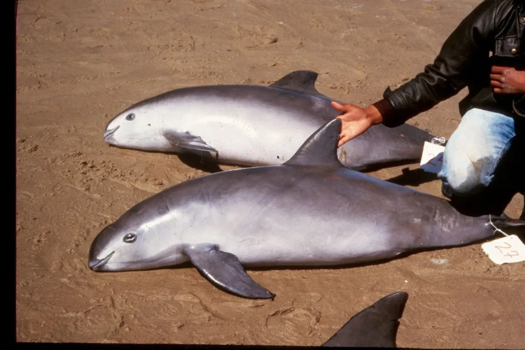 What are the characteristics of a porpoise?, Dorsal Fin