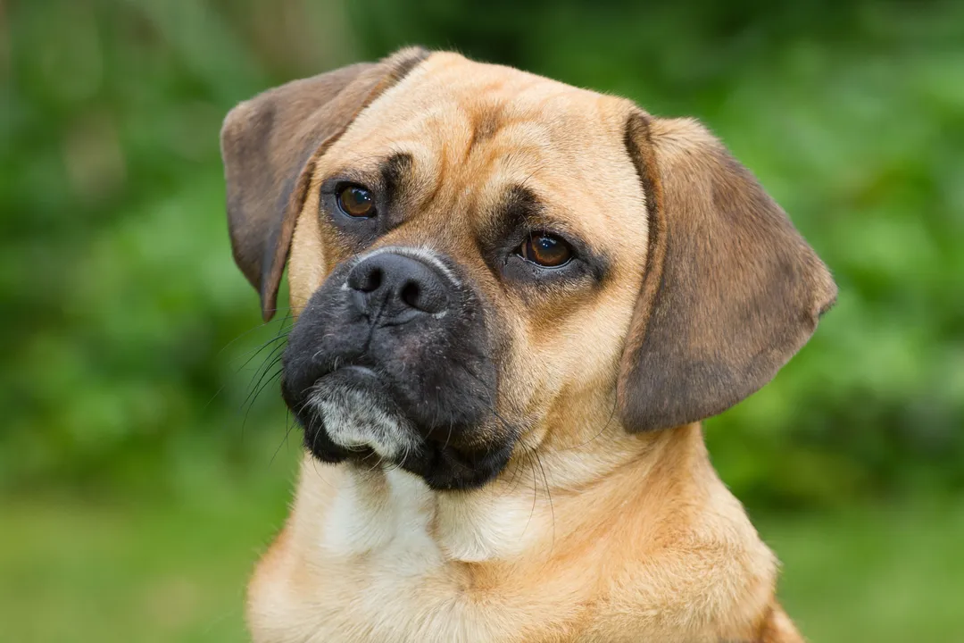 What are the characteristics of a Puggle?, Temperament Traits