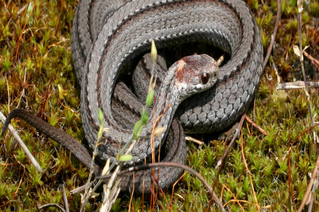 What are the characteristics of a red bellied snake?, Habitat