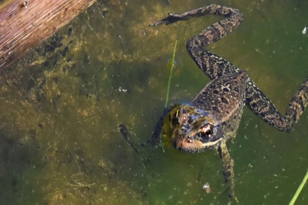 What are the characteristics of a red frog?