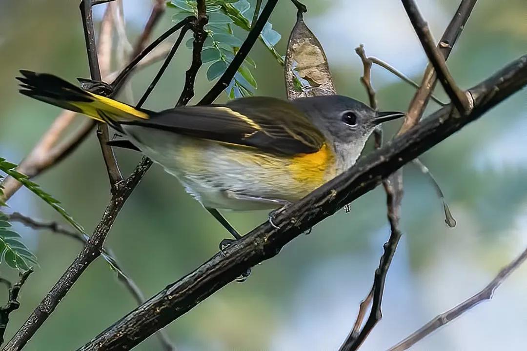 What are the characteristics of a redstart?