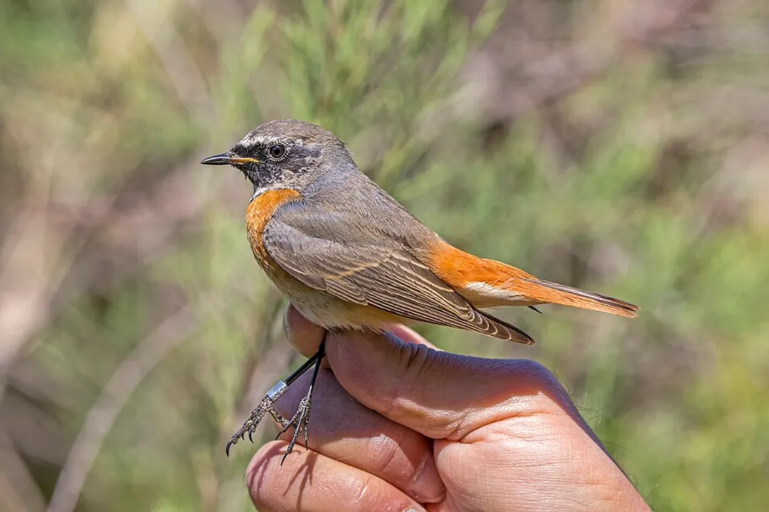 What are the characteristics of a redstart?, Calls Songs