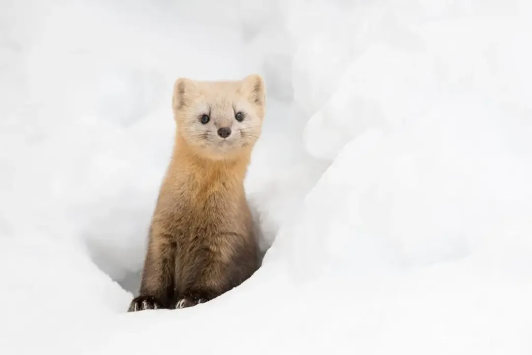 What are the characteristics of a sable weasel?