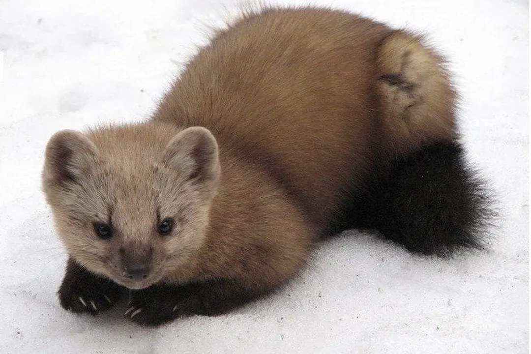 What are the characteristics of a sable weasel?, Fur Quality