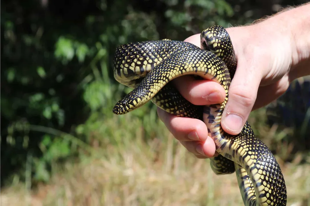 What are the characteristics of a speckled kingsnake?, Swamp Dwellers