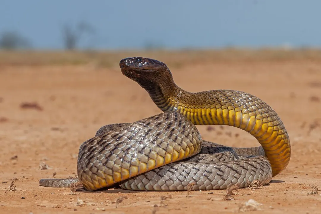What are the characteristics of a taipan?