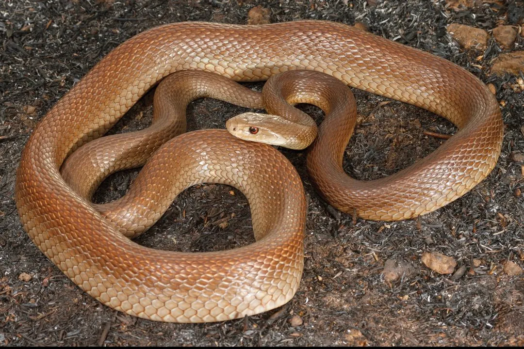 What are the characteristics of a taipan?, Coastal Distribution