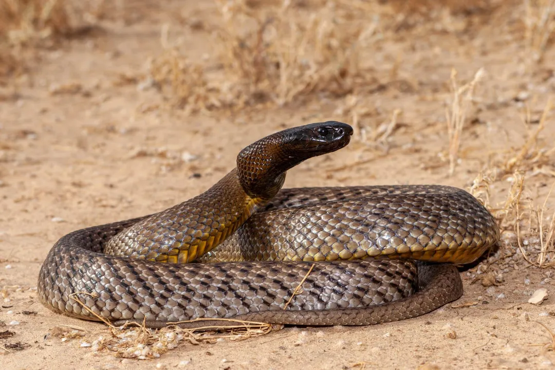 What are the characteristics of a taipan?, Appearance Data
