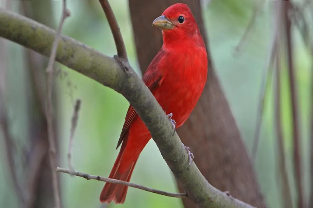 What are the characteristics of a tanager?