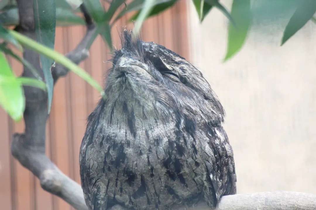 What are the characteristics of a Tawny Frogmouth?, Posture Behavior