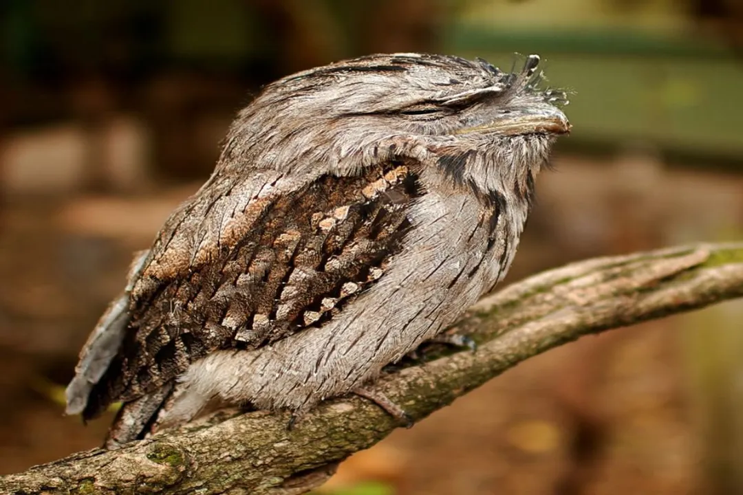 What are the characteristics of a Tawny Frogmouth?, Head Features