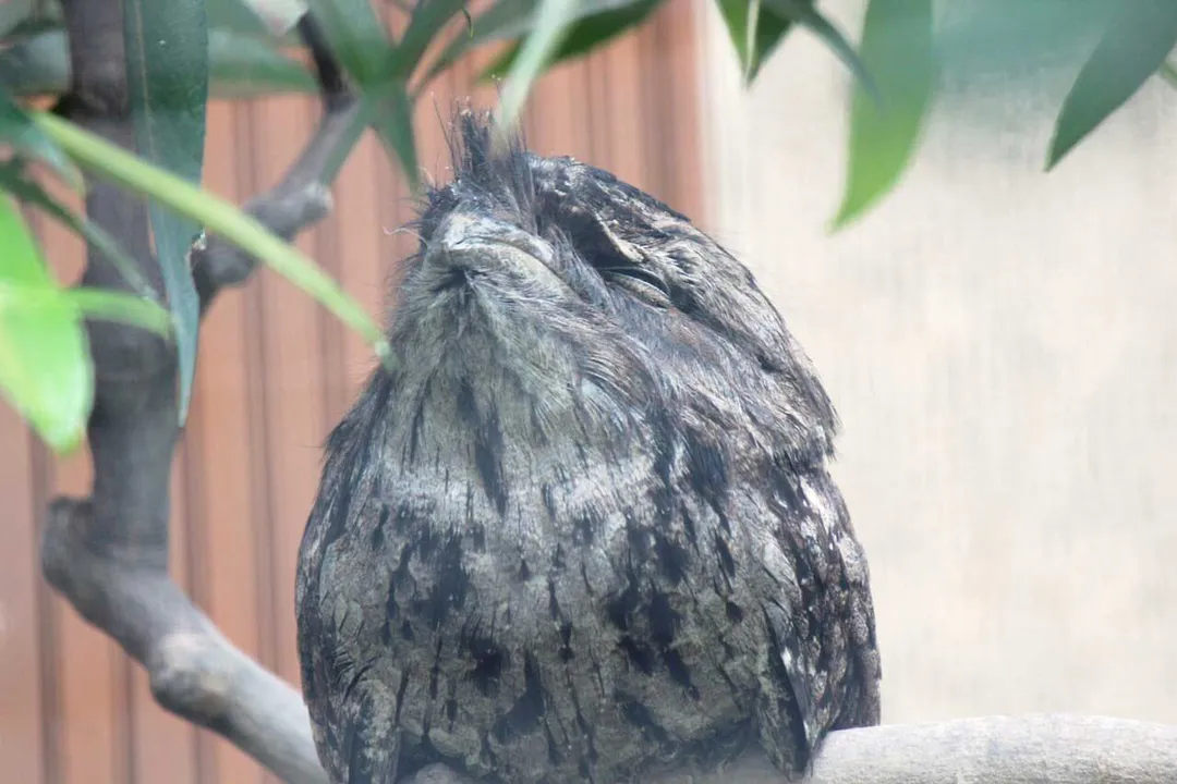 What are the characteristics of a Tawny Frogmouth?