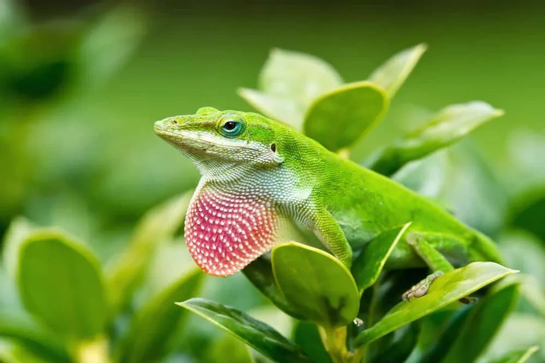 What are the characteristics of an anole?, Body Structure