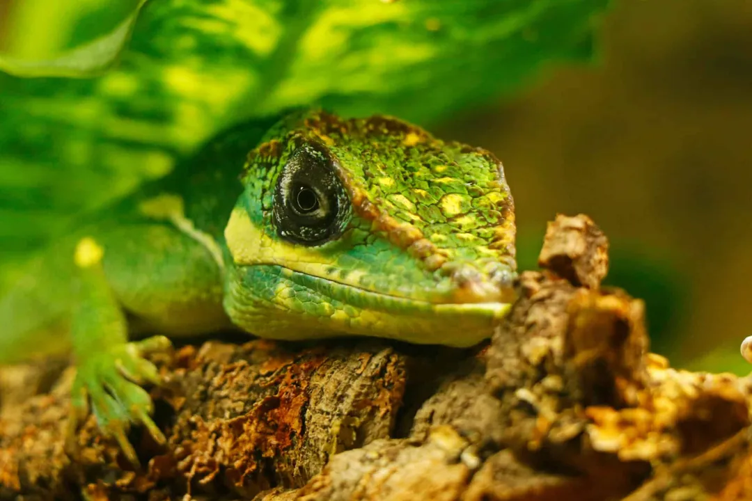 What are the characteristics of an anole?, Color Shift