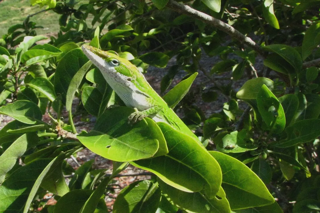 What are the characteristics of an anole?, Social Display