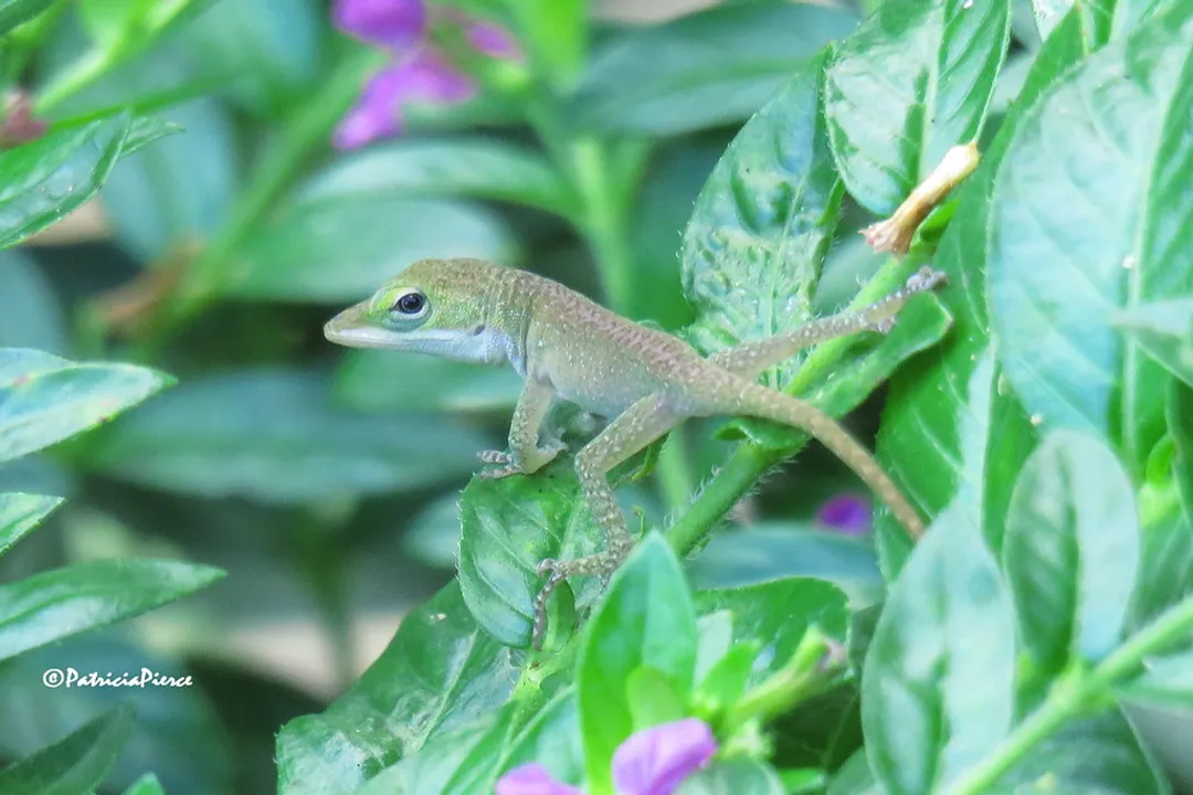 What are the characteristics of an anole?, Ecology Niche