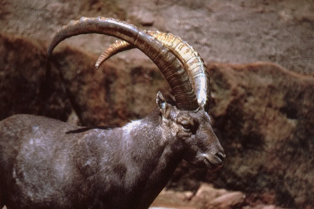What are the characteristics of an ibex?, Diet and Behavior