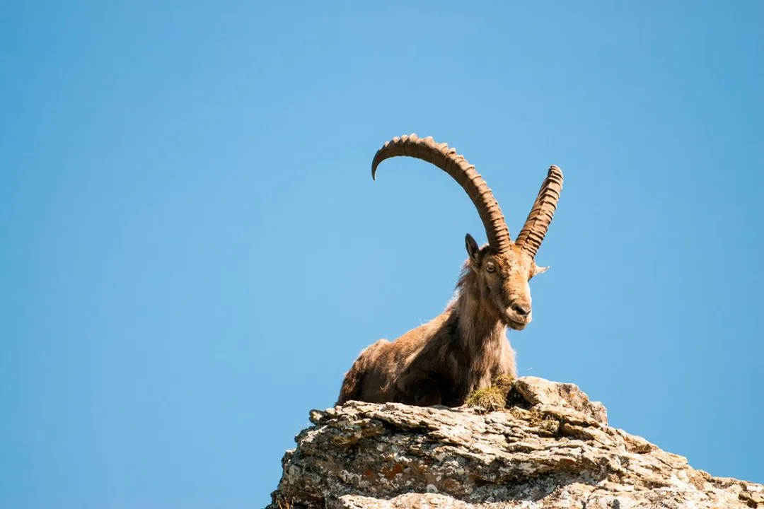 What are the characteristics of an ibex?, Horn Structure