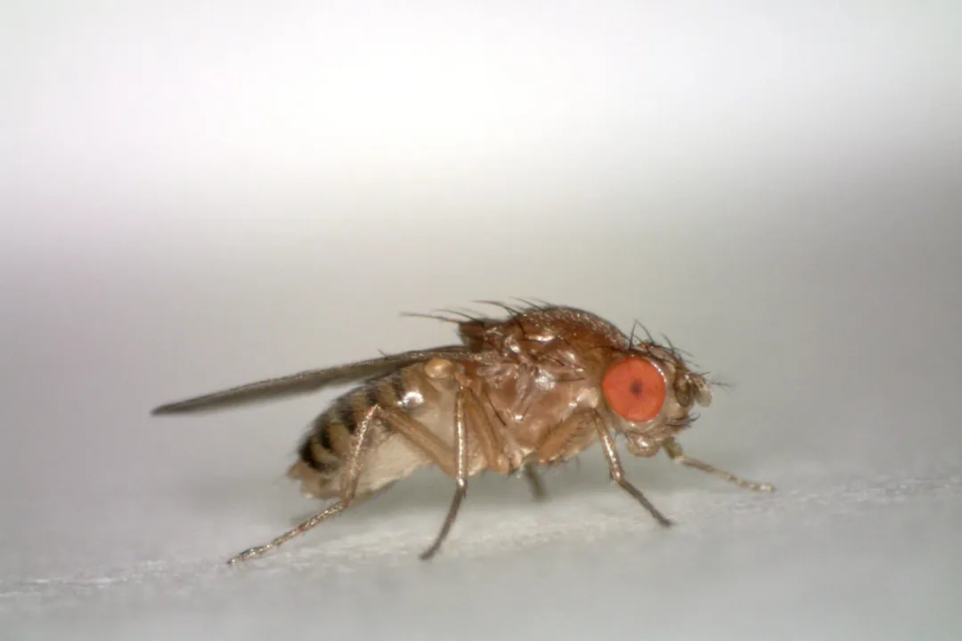 What are the characteristics of fruit flies?, Life Cycle Speed