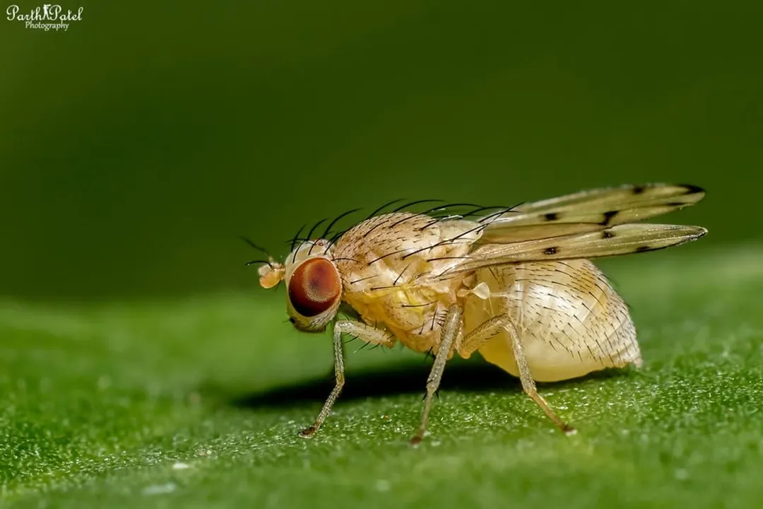 What are the characteristics of fruit flies?
