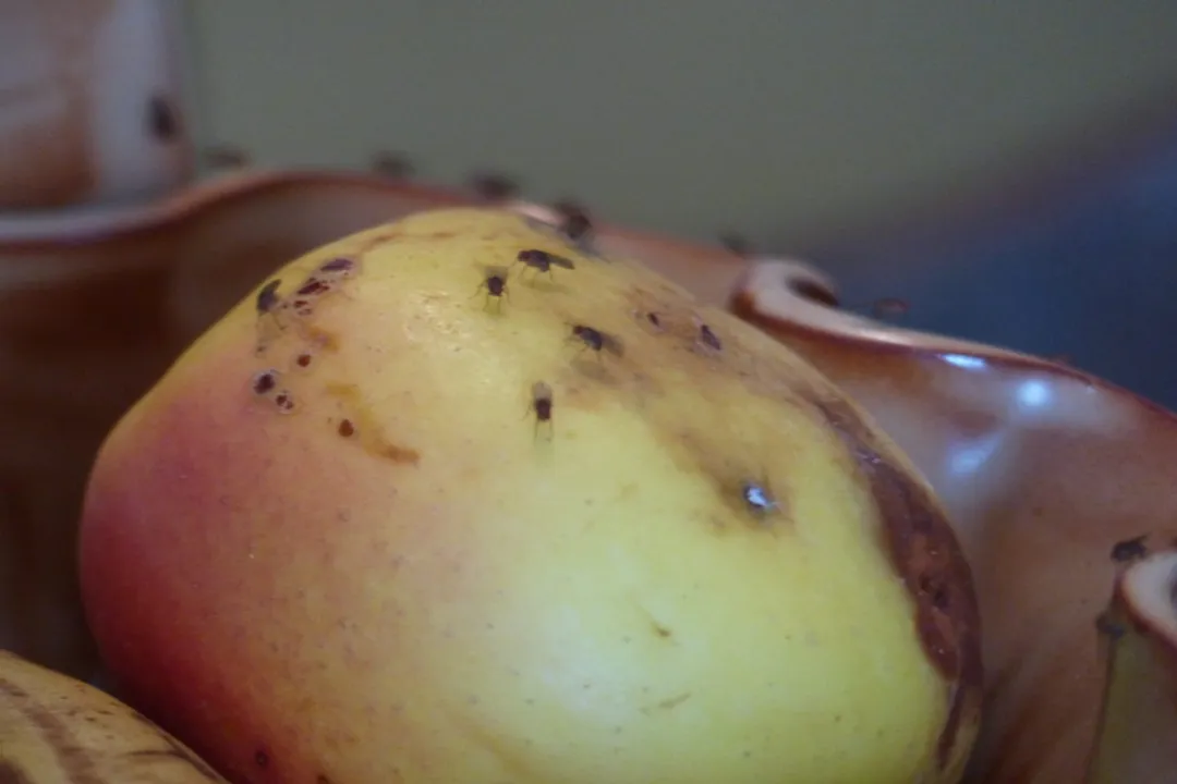 What are the characteristics of fruit flies?, Physical Traits