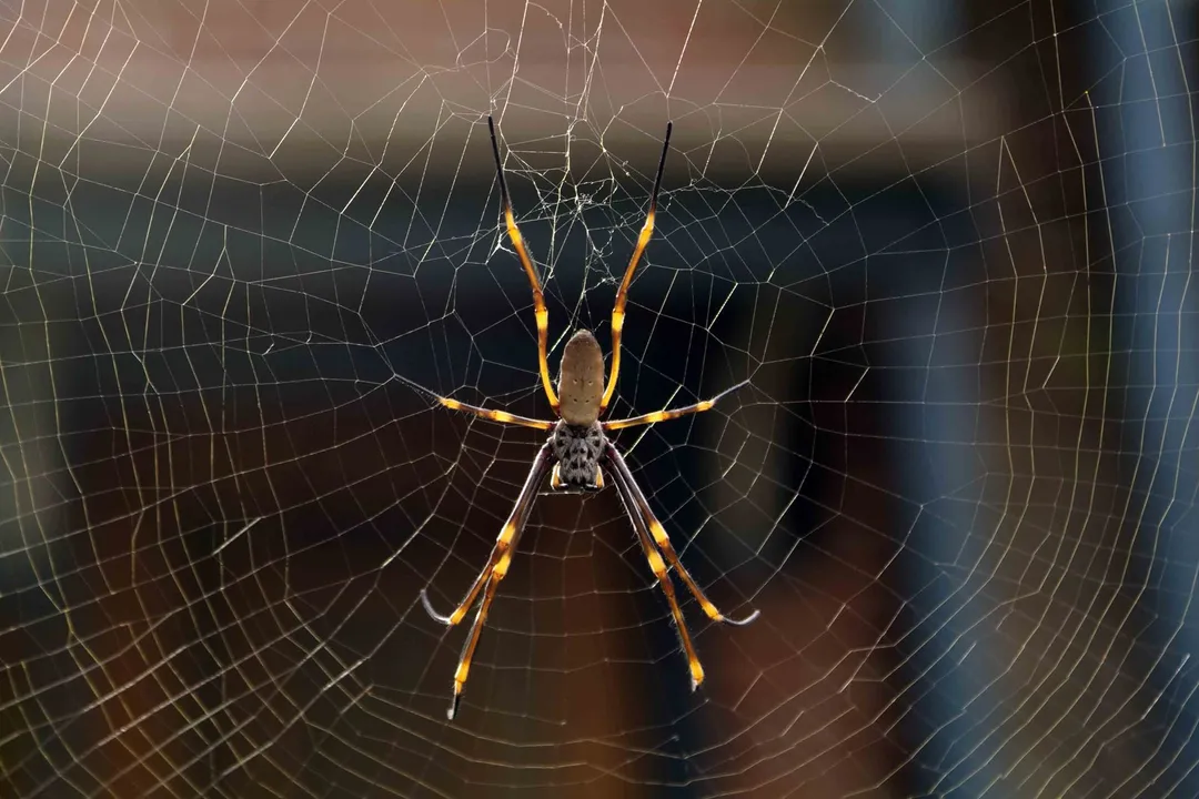 What are the characteristics of golden silk spiders?, Appearance Body